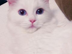 -猫大福·Fortune Cat猫舍(百子湾店)