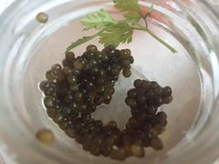 -上海和平饭店-华懋阁 The Cathay Room