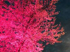 -西北湖绿化广场