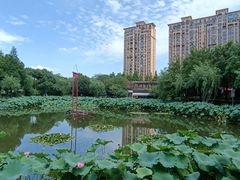 -陈家山荷花公园
