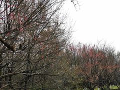 -杭州植物园