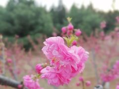 -永定河休闲森林公园