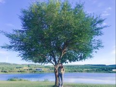 -塞罕坝国家级自然保护区