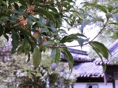 -峙山公园