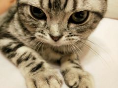 -猫大福·Fortune Cat猫舍(百子湾店)