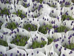 -龙大花卉苗木市场