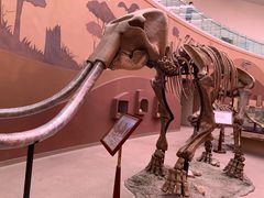 -陕西自然博物馆