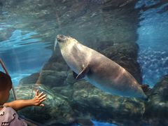 -上海海洋水族馆