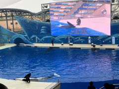 -上海海昌海洋公园