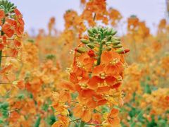 -中国天府农业博览园