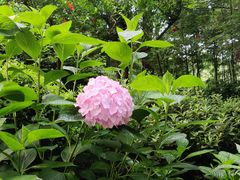 -浙江西子宾馆·瑶园咖啡厅