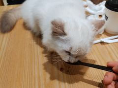-藏猫猫咖啡主题馆(中央大道店)