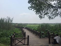 -荷塘月色湿地公园·向阳花洲