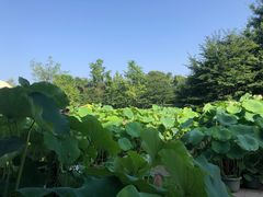 -南山植物园