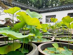 -上海醉白池公园