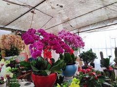 -金陵花卉交易市场