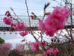 -天适樱花悠乐园