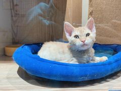 -老吴的猫·猫舍(新区店)