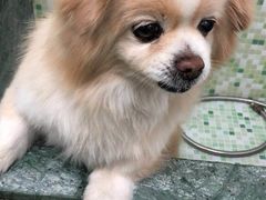 -瑞鹏宠物医院·微创内窥镜·骨外科·牙科(翠竹分院)