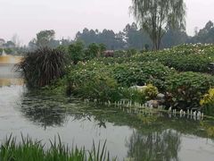 -天府芙蓉园