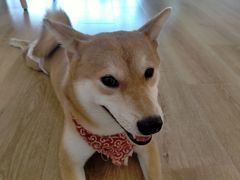 -柴犬小屋·柴餐厅·狗咖食堂(金鼎广场店)