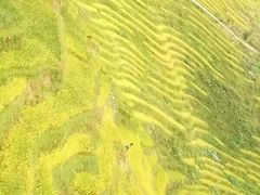 -紫鹊界梯田景区