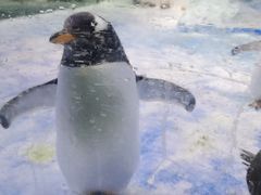 -芜湖新华联大白鲸海洋公园