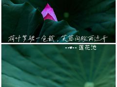 -莲花池公园