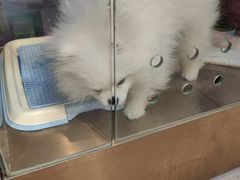-FAELING PETS美天灵宠物(富力广场店)