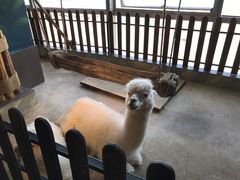 -昆明大悦城未来动物城(螺蛳湾中心店)