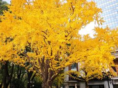 -上海瑞金洲际酒店