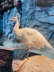 -Zoolung Zoolung动物主题公园(海信广场店)