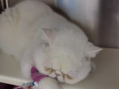 -美联众合动物医院·24h转诊中心