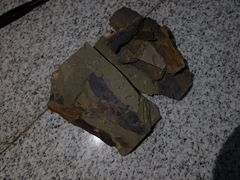 -天津自然博物馆