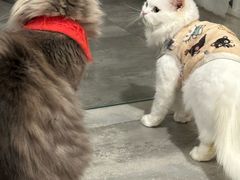 -楼上猫咖(罗湖店)