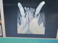 -泰洋动物医院·神经专科·磁共振·CT(天河公园总院)
