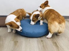 -浣熊柯尔鸭土拨鼠·电玩咖