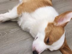 -浣熊柯尔鸭土拨鼠·电玩咖