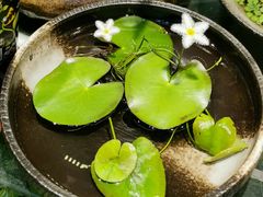 -双季花艺园艺市场(浦东店)