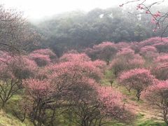 -新建村梅花