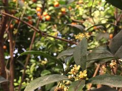 -呀路古热带植物园