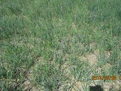 野花-长春公园(普阳街道)