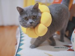 -伟伟宠物医院·CT影像中心·瑞派犬猫综合性门诊(汉口总院)