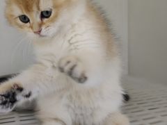 -lincat·猫舍(广州店)