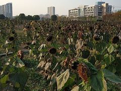 -武汉理工大学（南湖新校区）-图书馆