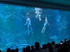-海合安成都极地海洋公园