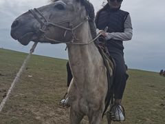 -额尔古纳黑山头绿野马帮骑马场