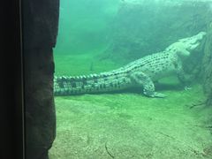 -威勒比开放式动物园