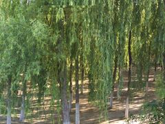 -丁香湖公园