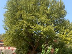 -遵化市禅林寺古银杏风景园